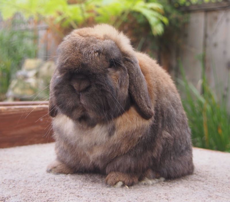 Why do Some Rabbits Have Lop Ears?
